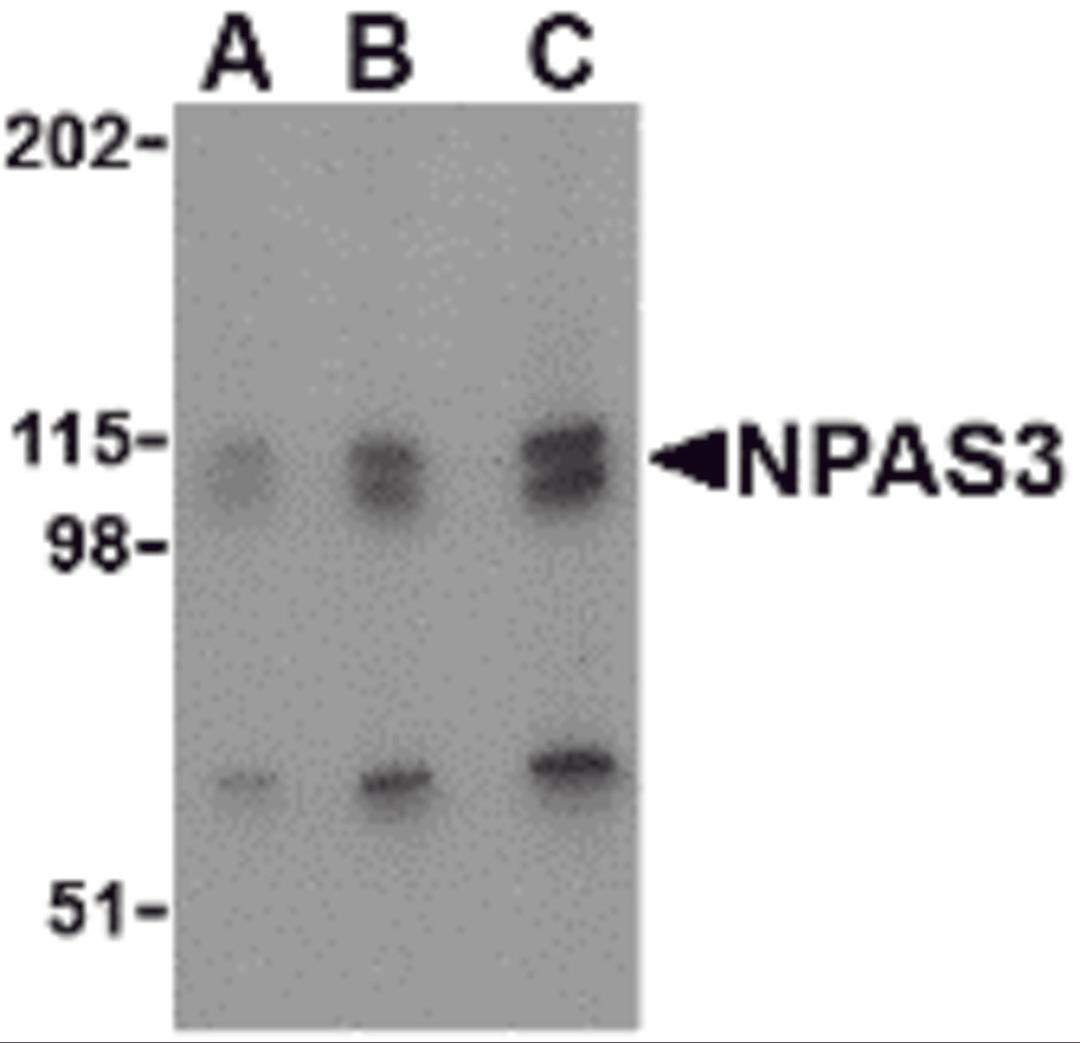 Western blot analysis of NPAS3 in SK-N-SH cell lysate with NPAS3 antibody at (A) 0.5, (B) 1 and (C) 2 μg/mL.