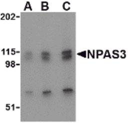 Western blot analysis of NPAS3 in SK-N-SH cell lysate with NPAS3 antibody at (A) 0.5, (B) 1 and (C) 2 μg/mL.