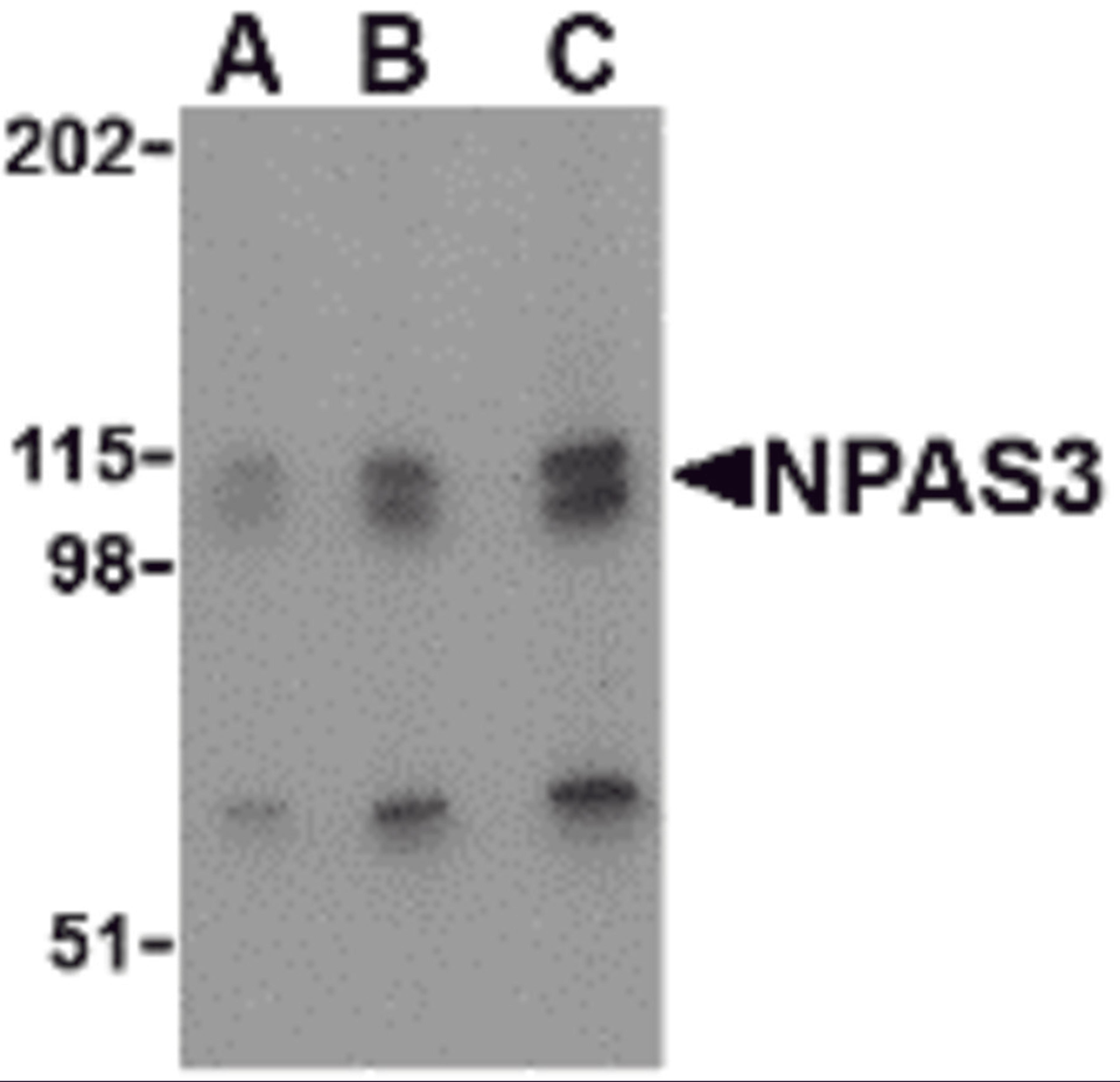 Western blot analysis of NPAS3 in SK-N-SH cell lysate with NPAS3 antibody at (A) 0.5, (B) 1 and (C) 2 μg/mL.