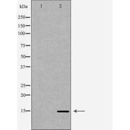 Western blot analysis of HeLa cell line and H3 protein expressed in E.coli using Histone H3K79me1 antibody