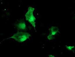 Immunocytochemistry/Immunofluorescence: TBCC Antibody (4C4) [NBP2-02037] - Staining of COS7 cells transiently transfected by pCMV6-ENTRY TBCC.