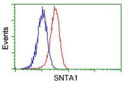 Flow Cytometry: Syntrophin alpha 1 Antibody (1H10) [NBP2-03302] - Analysis of Hela cells, using anti-Syntrophin alpha 1 antibody, (Red), compared to a nonspecific negative control antibody (Blue).