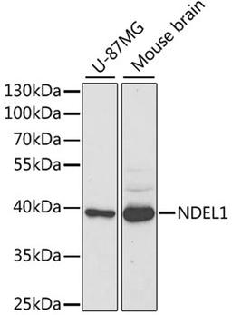 Western blot - NDEL1 antibody (A5776)