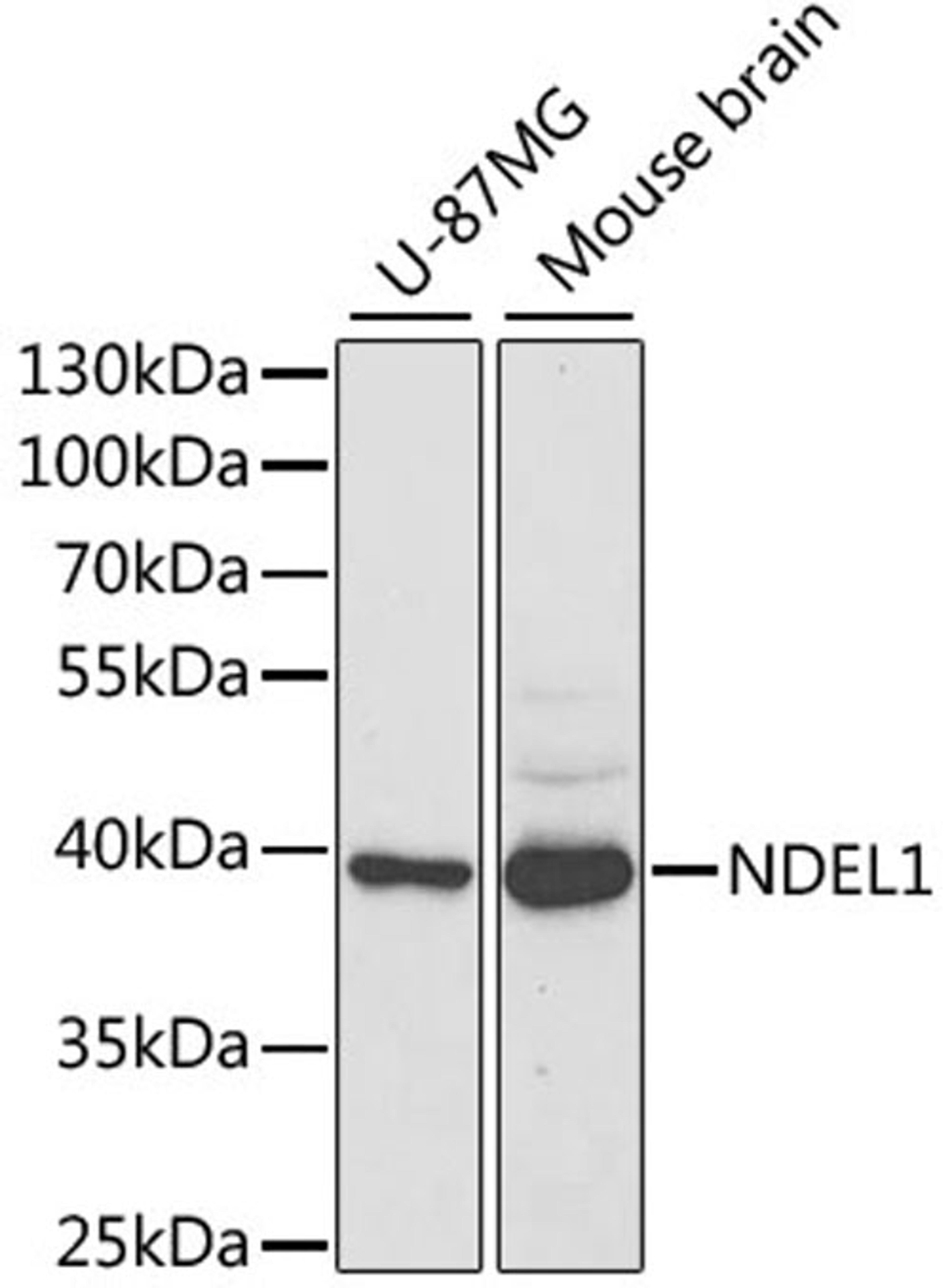 Western blot - NDEL1 antibody (A5776)