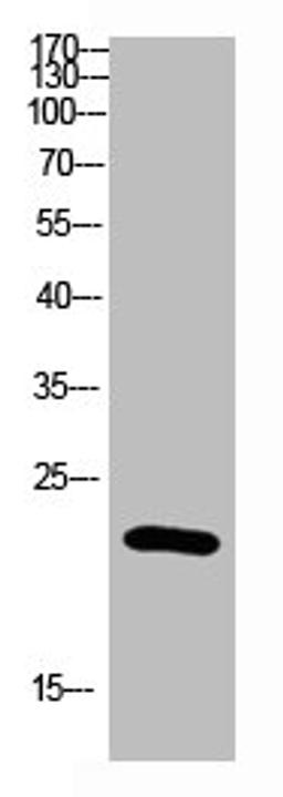 Western blot analysis of Hela Cell Lysate using antibody. Secondary antibody  was diluted at 1:20000