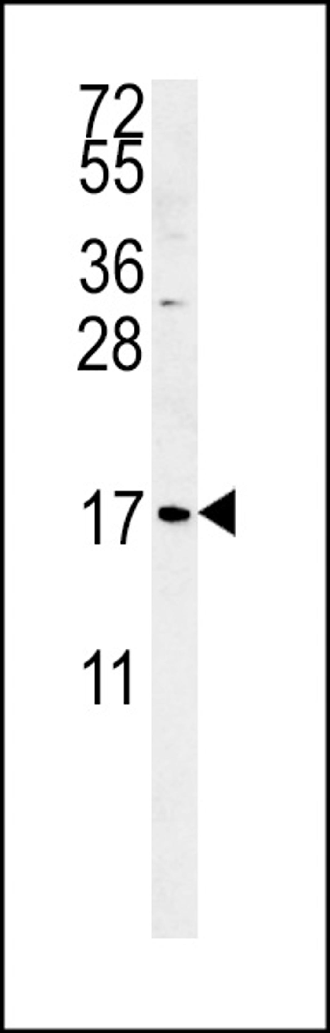 Western blot analysis in K562 cell line lysates (35ug/lane). This demonstrates the SMAGP antibody detected the SMAGP protein (arrow).