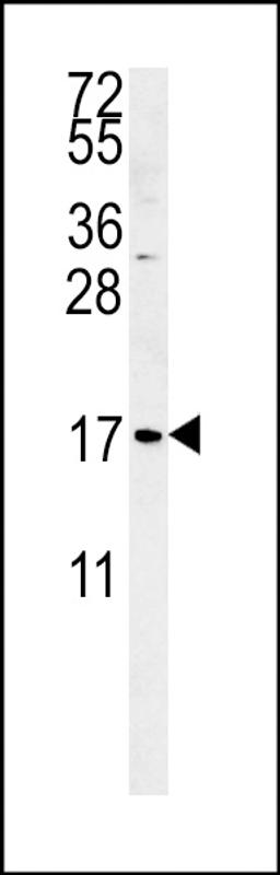 Western blot analysis in K562 cell line lysates (35ug/lane). This demonstrates the SMAGP antibody detected the SMAGP protein (arrow).