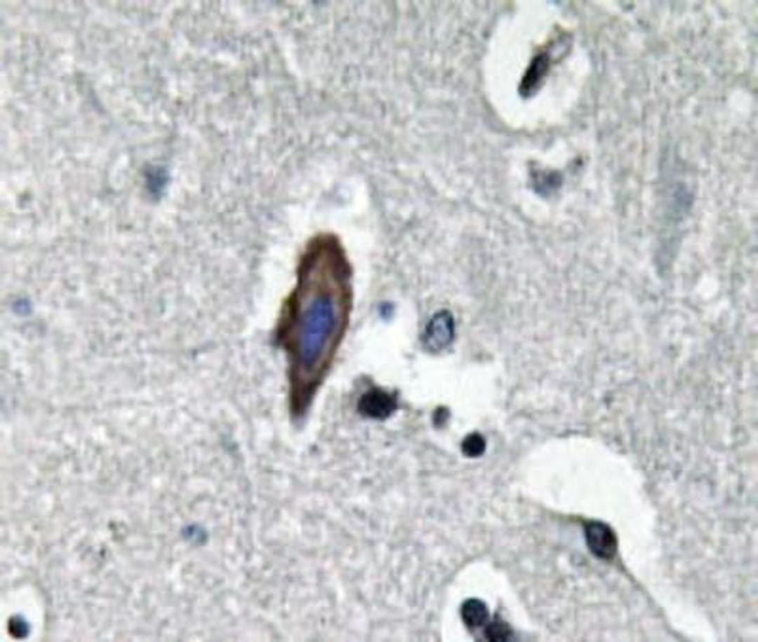 Immunohistochemistry-Paraffin: Aquaporin-0 Antibody [NBP1-19776] - Paraffin-embedded human brain tissue.