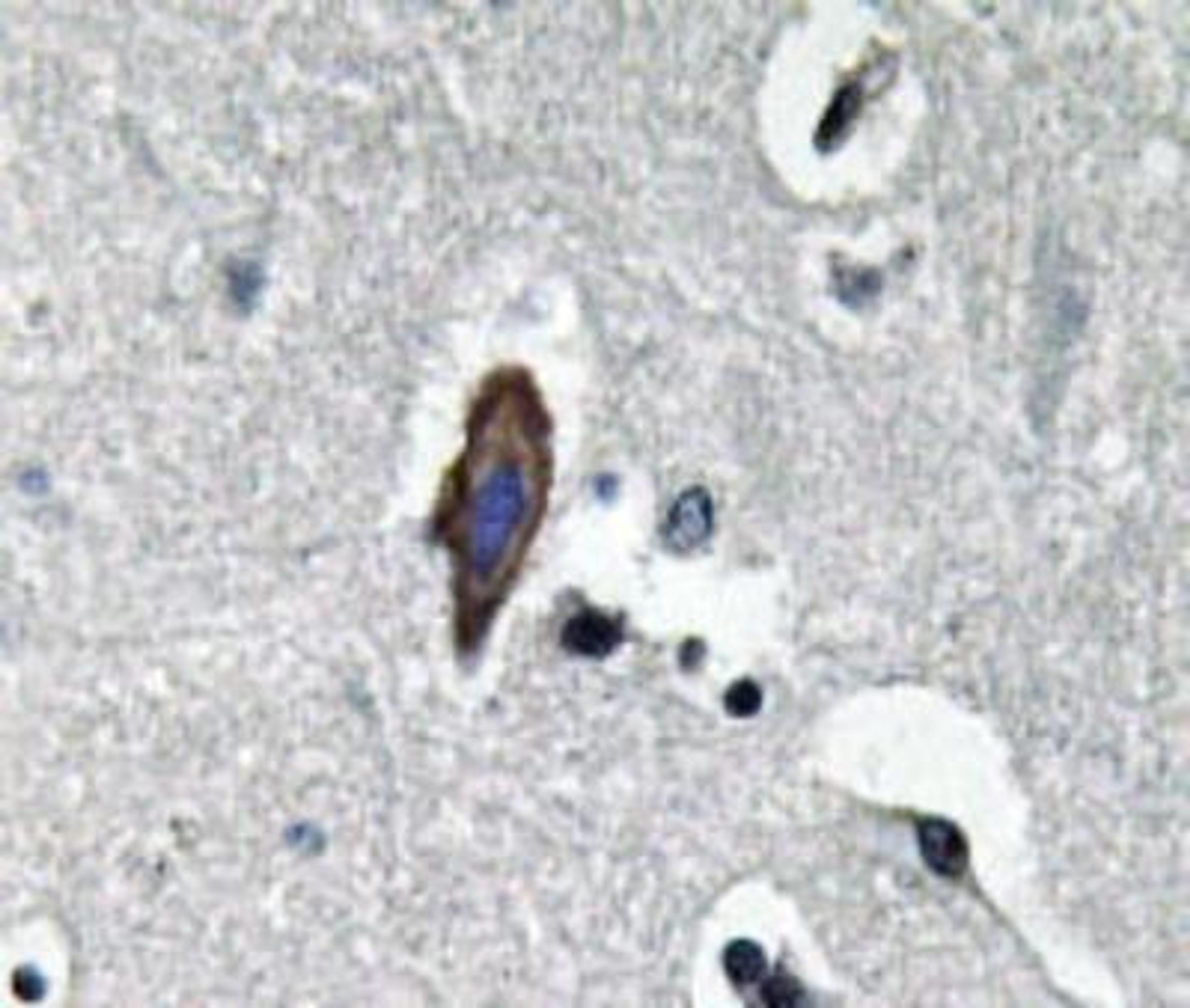 Immunohistochemistry-Paraffin: Aquaporin-0 Antibody [NBP1-19776] - Paraffin-embedded human brain tissue.