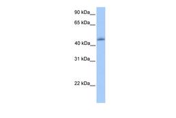 Antibody used in WB on Human heart at 0.2-1 ug/ml.