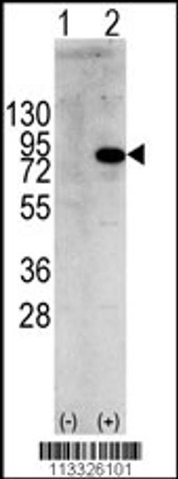 Western blot analysis of PIK3R1 using rabbit polyclonal PIK3R1 Antibody (Y580) using 293 cell lysates (2 ug/lane) either nontransfected (Lane 1) or transiently transfected with the PIK3R1 gene (Lane 2).