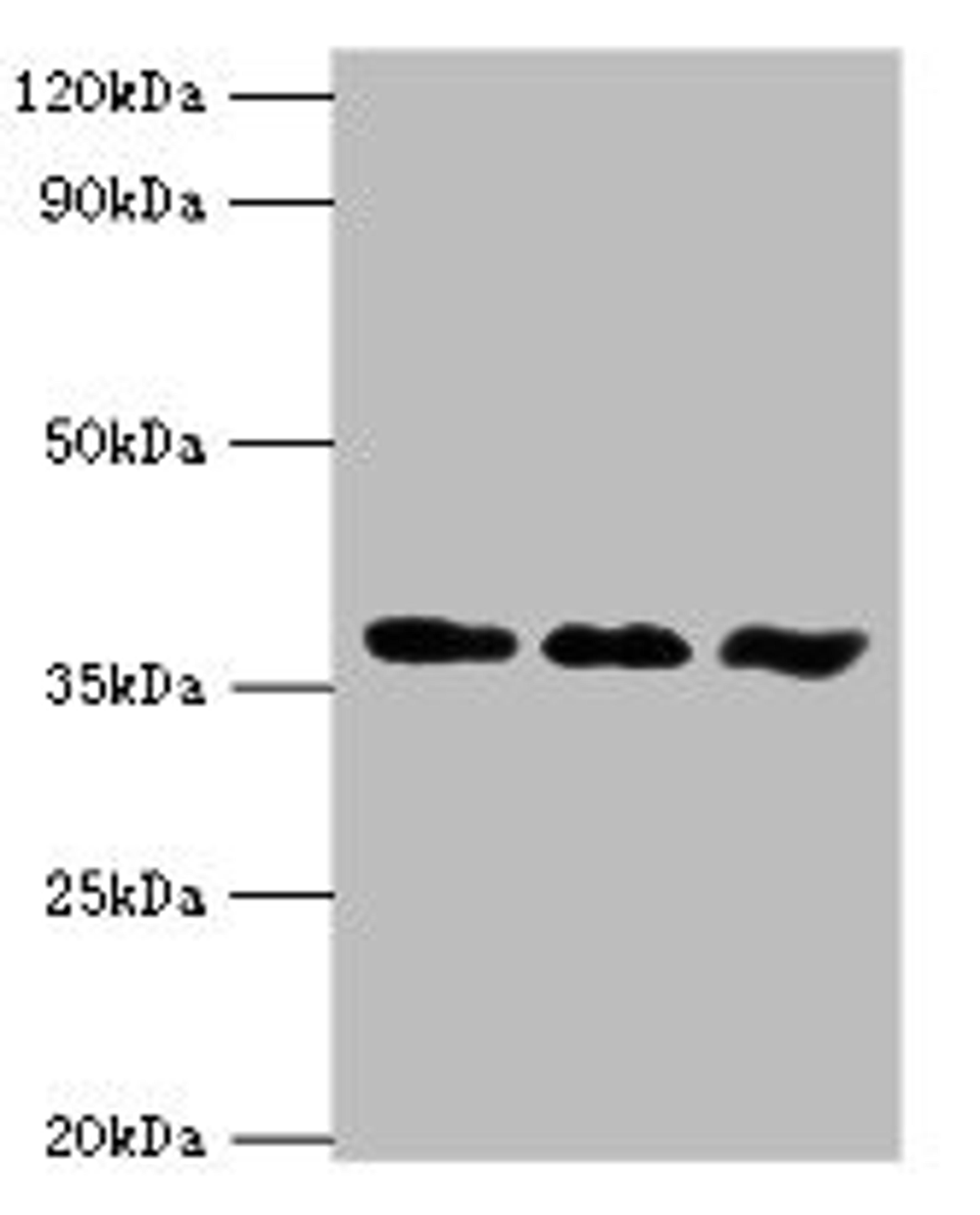 Western blot. All lanes: ACVR1 antibody at 6ug/ml. Lane 1: A549 whole cell lysate. Lane 2: HepG2 whole cell lysate. Lane 3: Mouse gonad tissue. Secondary. Goat polyclonal to rabbit IgG at 1/10000 dilution. Predicted band size: 39 kDa. Observed band size: 39 kDa.