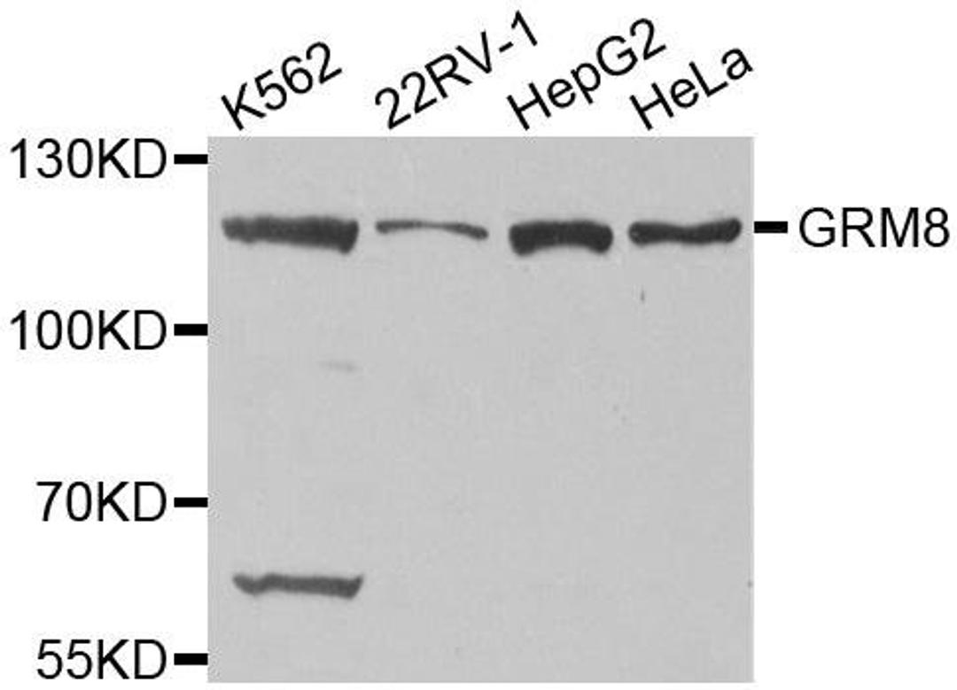 Western blot analysis of extracts of various cell lines using GRM8 antibody