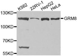 Western blot analysis of extracts of various cell lines using GRM8 antibody