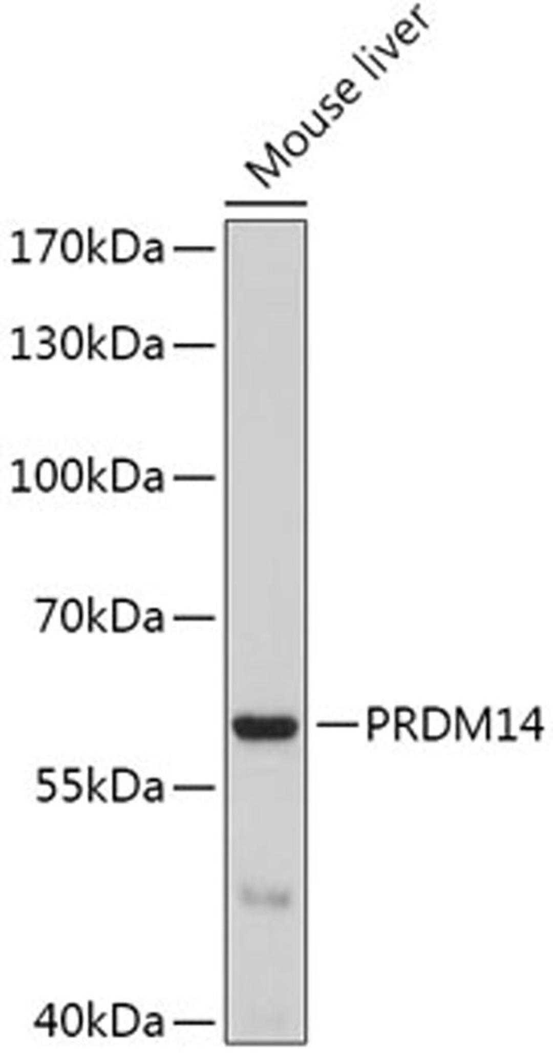 Western blot - PRDM14 antibody (A6502)