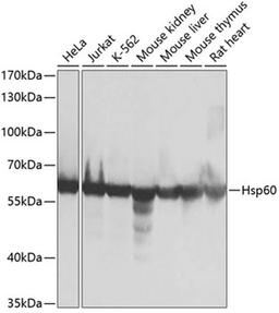 Western blot - Hsp60 antibody (A0969)