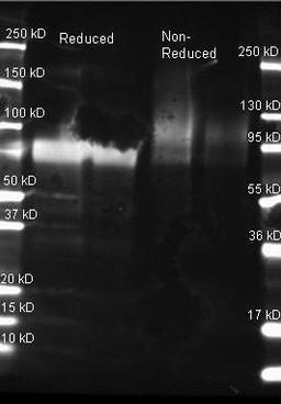 Western blot analysis of 1ug Glucose Oxidase Reduced (Lane1), 0.25ug Glucose Oxidase Reduced (Lane2), 1ug Glucose Oxidase Non-Reduced (Lane3), 0.25ug Glucose Oxidase Non-Reduced (Lane4) using Glucose Oxidase antibody