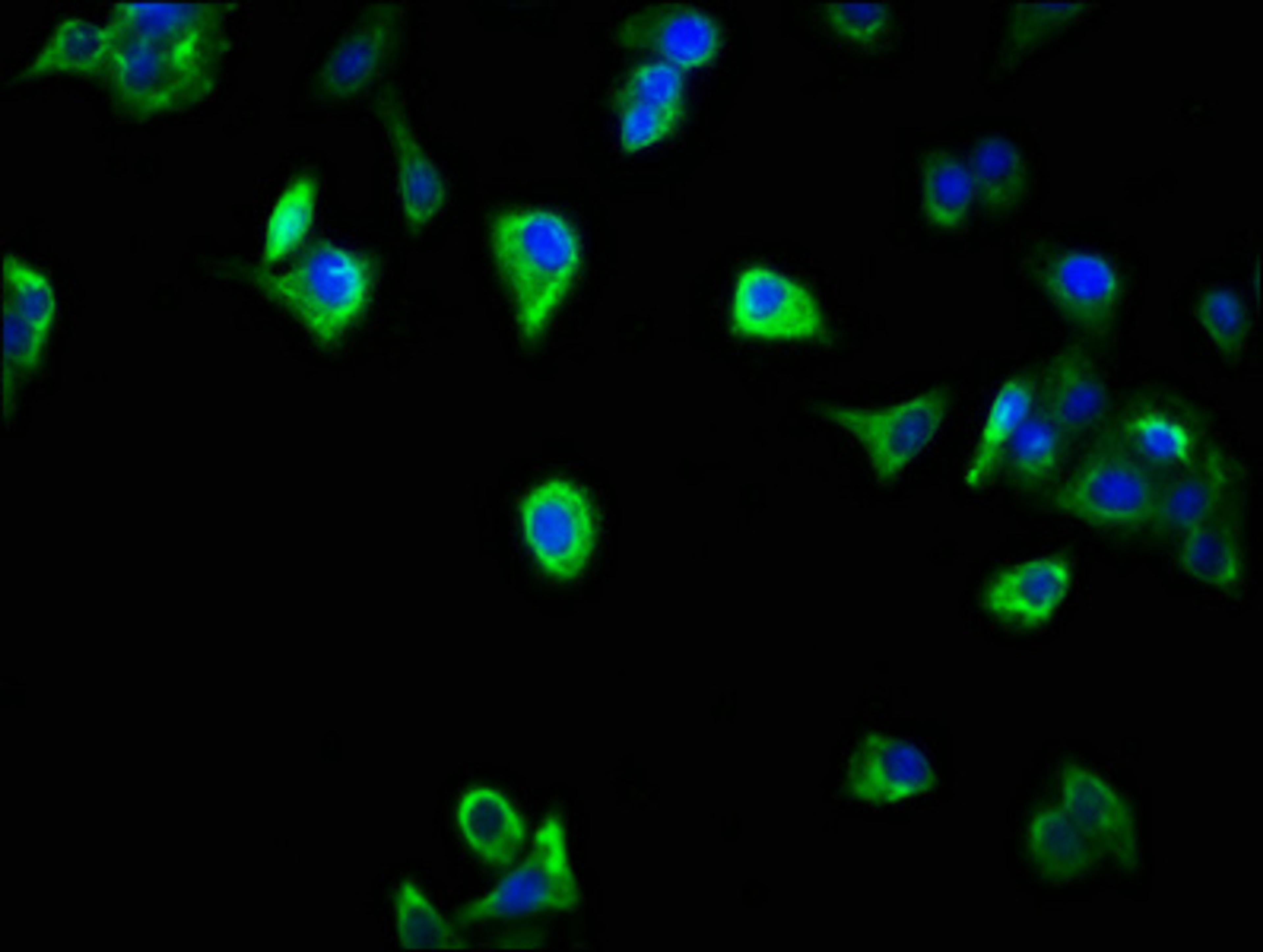 Immunofluorescence staining of HepG2 cells with CSB-PA020854LA01HU at 1:266, counter-stained with DAPI. The cells were fixed in 4% formaldehyde, permeabilized using 0.2% Triton X-100 and blocked in 10% normal Goat Serum. The cells were then incubated with the antibody overnight at 4°C. The secondary antibody was Alexa Fluor 488-congugated AffiniPure Goat Anti-Rabbit IgG(H+L).