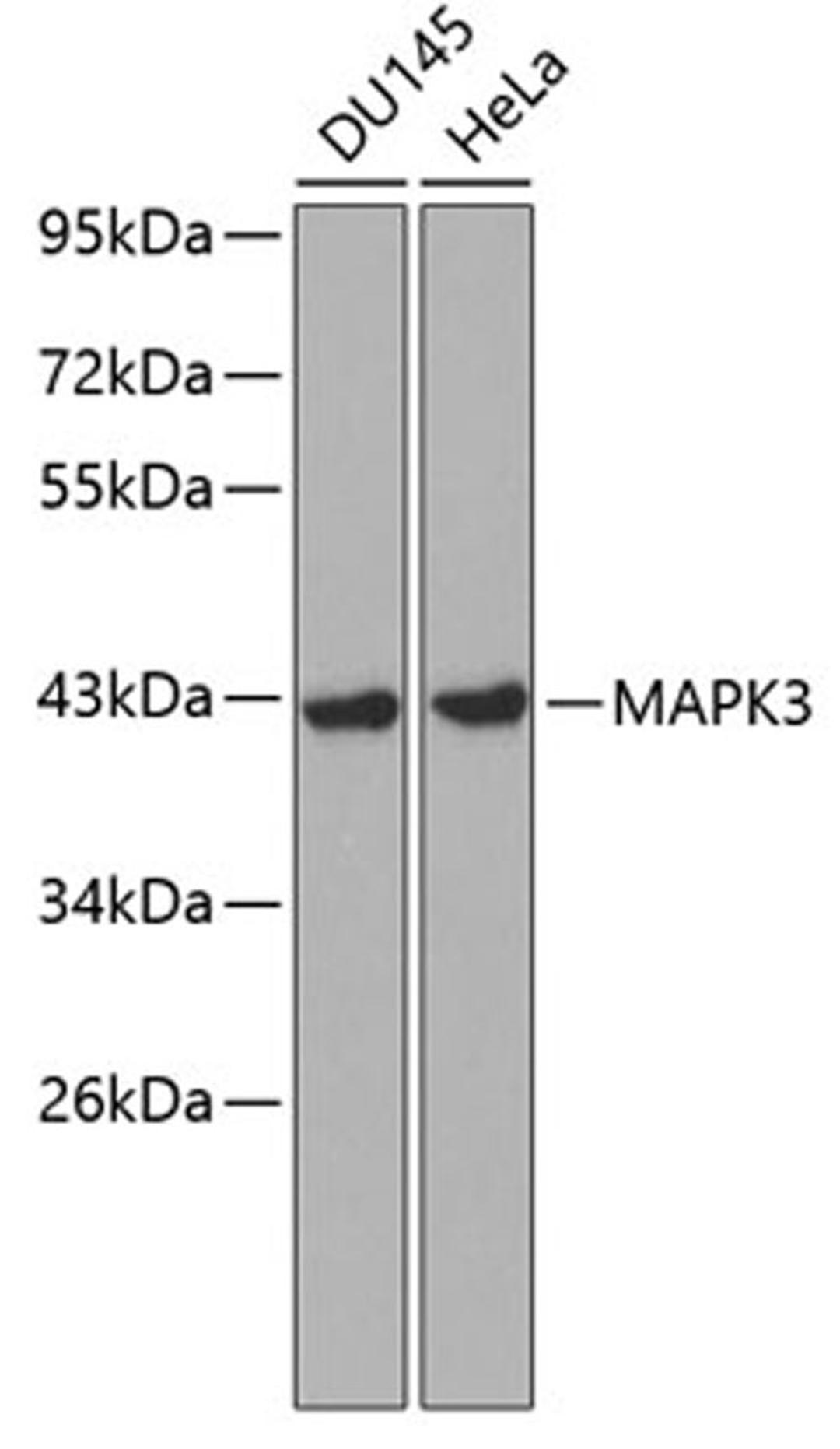 Western blot - MAPK3 antibody (A0228)