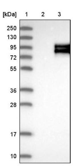 Western Blot: APLP1 Antibody [NBP1-89036] - Lane 1: Marker [kDa] 250, 130, 95, 72, 55, 36, 28, 17, 10<br/>Lane 2: Negative control (vector only transfected HEK293T lysate)<br/>Lane 3: Over-expression lysate (Co-expressed with a C-terminal myc-DDK tag (~3.1 kDa) in mammalian HEK293T cells, LY401581)