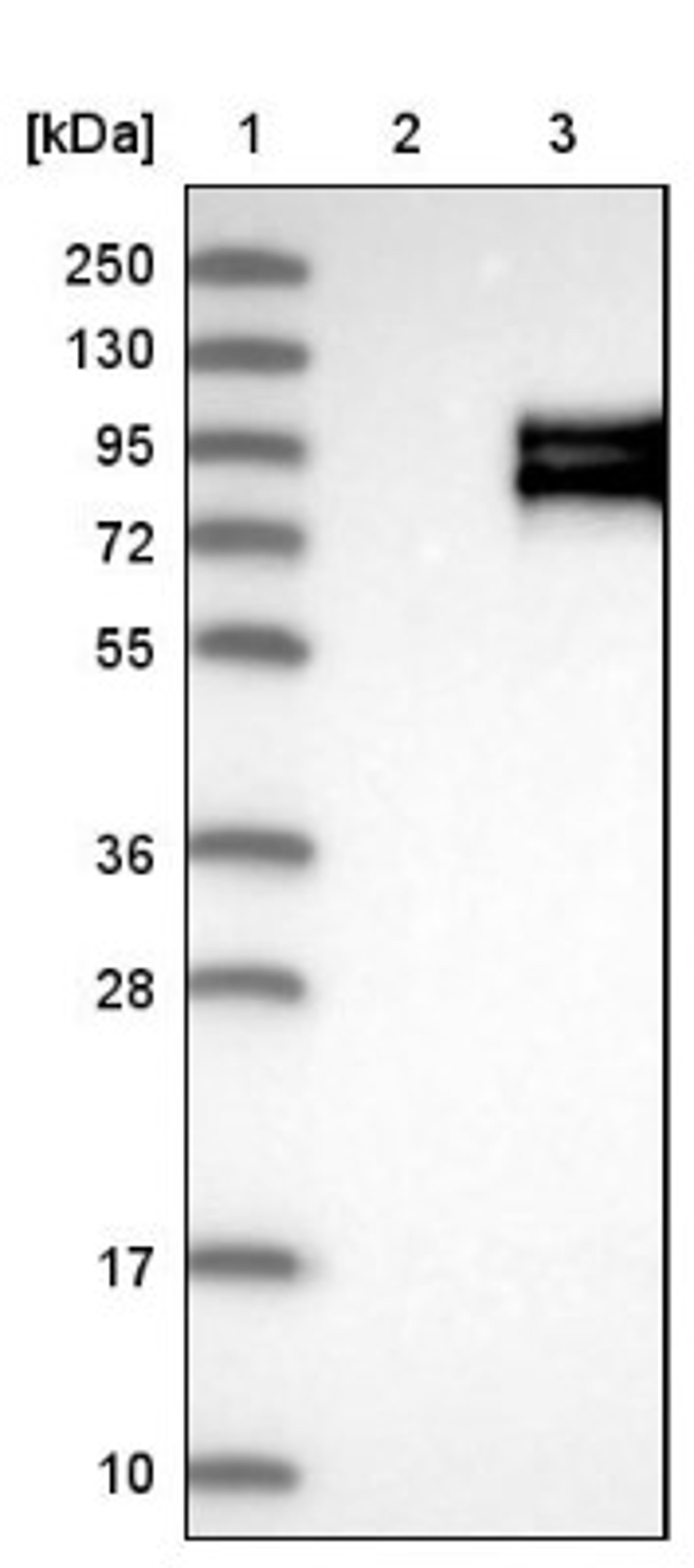 Western Blot: APLP1 Antibody [NBP1-89036] - Lane 1: Marker [kDa] 250, 130, 95, 72, 55, 36, 28, 17, 10<br/>Lane 2: Negative control (vector only transfected HEK293T lysate)<br/>Lane 3: Over-expression lysate (Co-expressed with a C-terminal myc-DDK tag (~3.1 kDa) in mammalian HEK293T cells, LY401581)