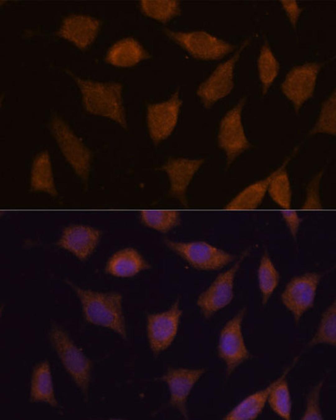 Immunofluorescence - FBXW8 antibody (A18122)