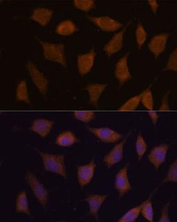 Immunofluorescence - FBXW8 antibody (A18122)