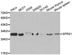 Western blot analysis of extracts of various cell lines using SFRS1 antibody