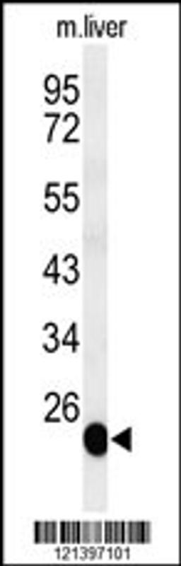 Western blot analysis of BSND Antibody in mouse liver tissue lysates (35ug/lane)