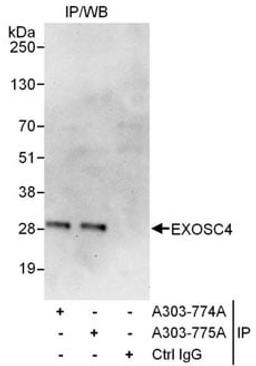 Detection of human EXOSC4 by western blot of immunoprecipitates.