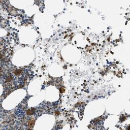 Immunohistochemistry-Paraffin: STRC Antibody [NBP1-84261] - Immunohistochemical staining of human bone marrow shows strong cytoplasmic positivity in Megakaryocytes.