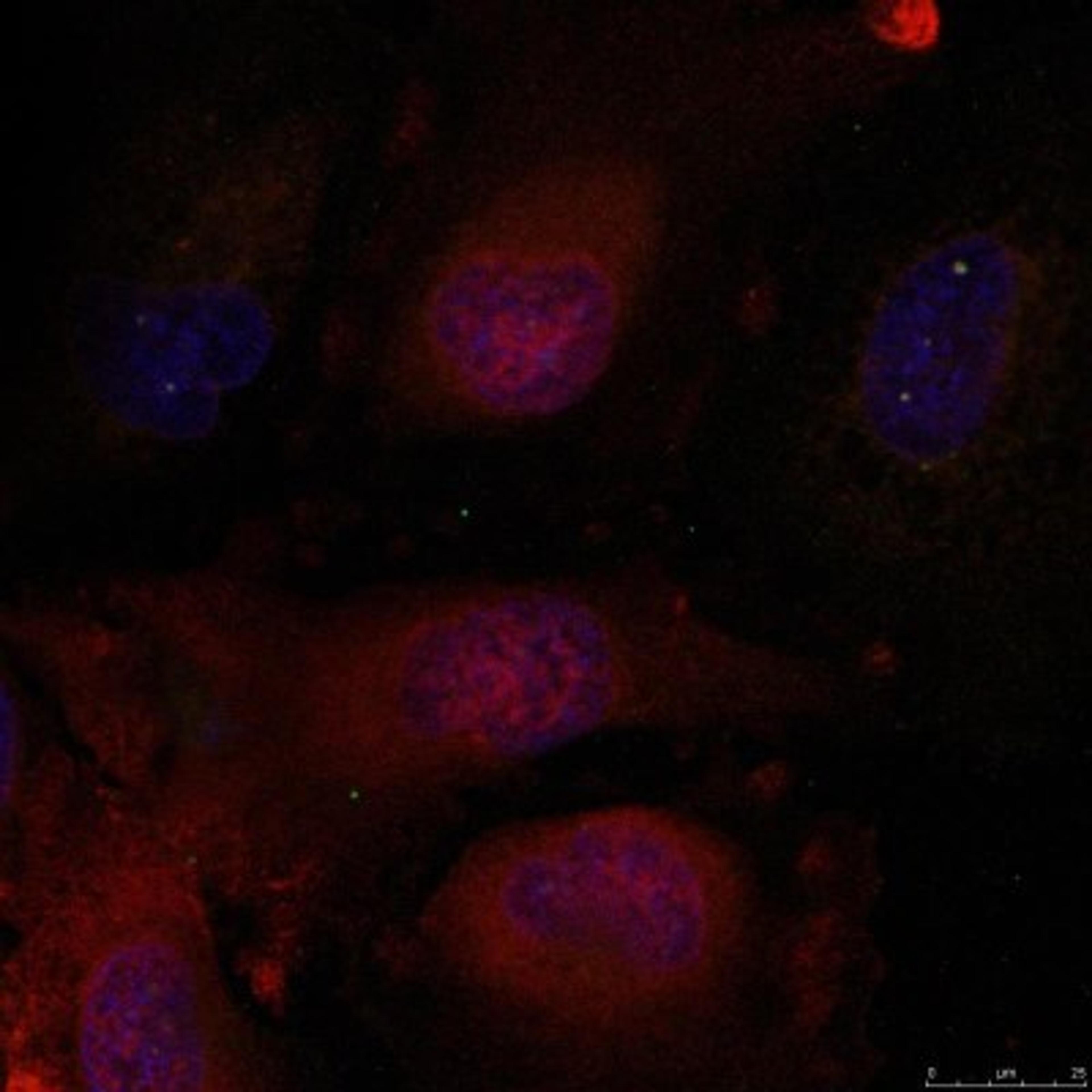 Immunocytochemistry/Immunofluorescence: JunD Antibody [NB100-82014] - Staining of methanol-fixed Hela cells using JunD(Ab-255) antibody