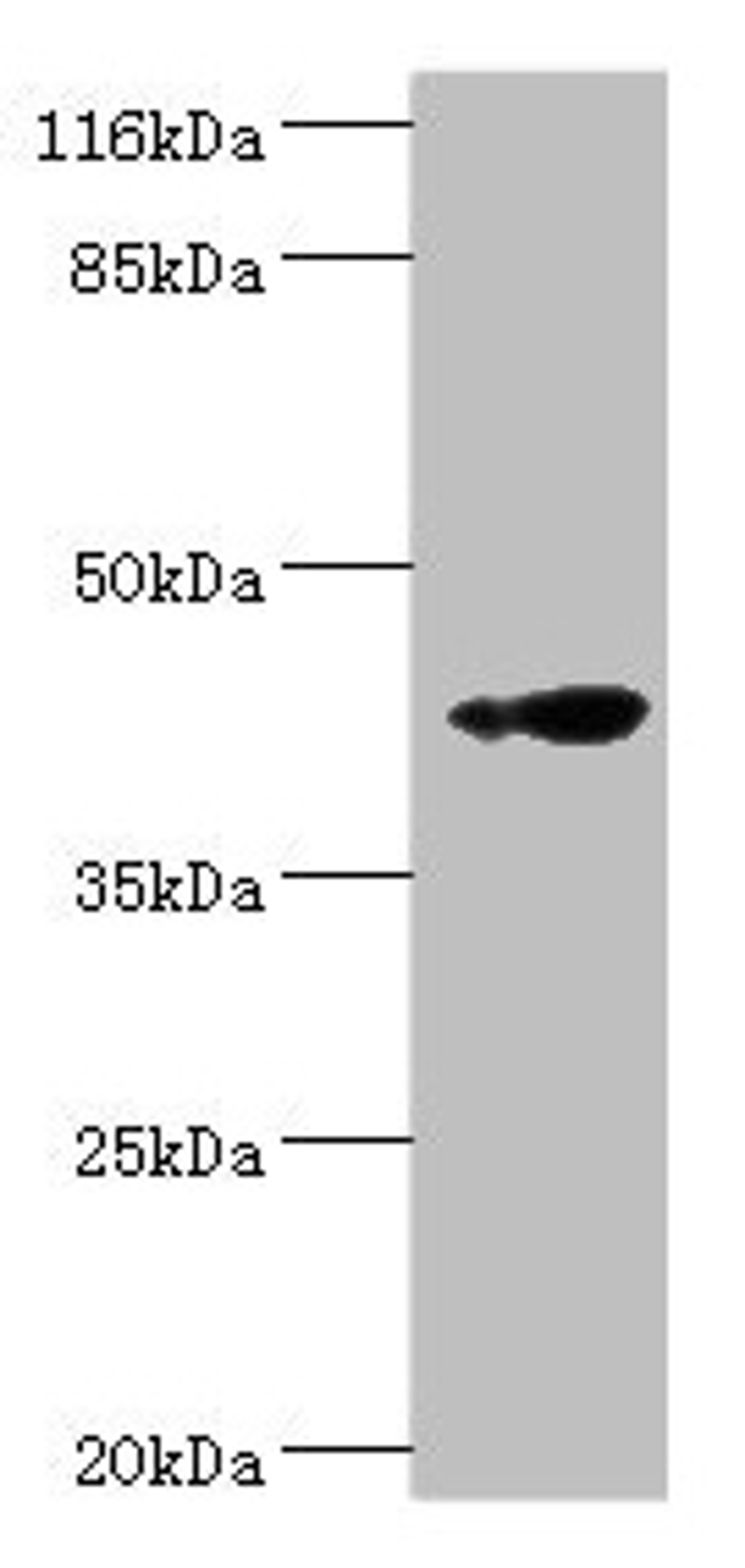 Western blot. All lanes: RNF133 antibody at 2µg/ml + K562 whole cell lysate. Secondary. Goat polyclonal to rabbit IgG at 1/10000 dilution. Predicted band size: 43 kDa. Observed band size: 43 kDa