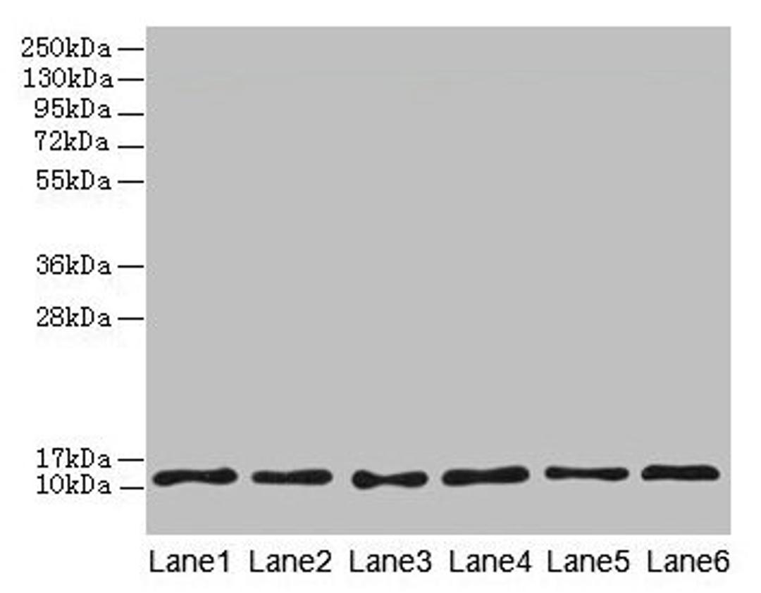 Western blot. All lanes: TCTA antibody at 1.6µg/ml. Lane 1: Mouse liver tissue. Lane 2: Mouse gonadal tissue. Lane 3: Mouse muscle tissue. Lane 4: HL60 whole cell lysate. Lane 5: U251 whole cell lysate. Lane 6: MCF-7 whole cell lysate. Secondary. Goat polyclonal to rabbit IgG at 1/10000 dilution. Predicted band size: 12 kDa. Observed band size: 12 kDa
