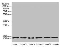 Western blot. All lanes: TCTA antibody at 1.6µg/ml. Lane 1: Mouse liver tissue. Lane 2: Mouse gonadal tissue. Lane 3: Mouse muscle tissue. Lane 4: HL60 whole cell lysate. Lane 5: U251 whole cell lysate. Lane 6: MCF-7 whole cell lysate. Secondary. Goat polyclonal to rabbit IgG at 1/10000 dilution. Predicted band size: 12 kDa. Observed band size: 12 kDa