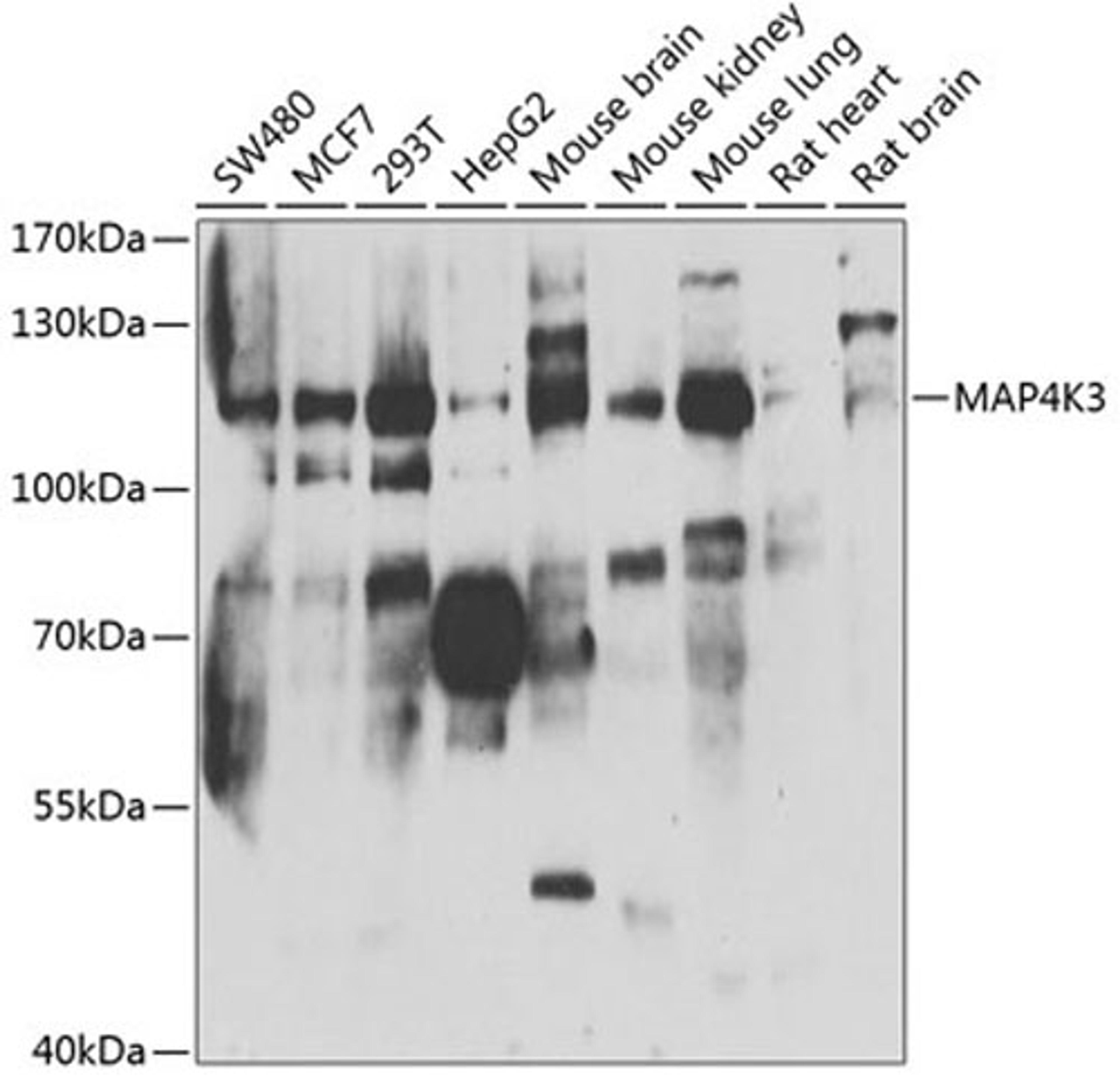 Western blot - MAP4K3 antibody (A7351)