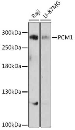 Western blot - PCM1 antibody (A16637)