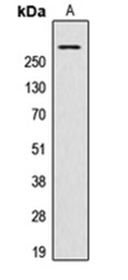 Western blot analysis of HeLa (Lane 1) whole cell lysates using AKAP13 antibody