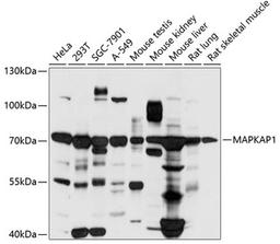 Western blot - MAPKAP1 antibody (A6648)