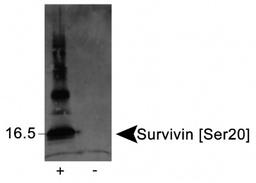 Western Blot: Survivin [p Ser20] Antibody [NB110-92717] - Detection of Survivin [Ser20] in phosphorylated recombinant protein (+), but not in unphosphorylated protein (-) using NB110-92717.