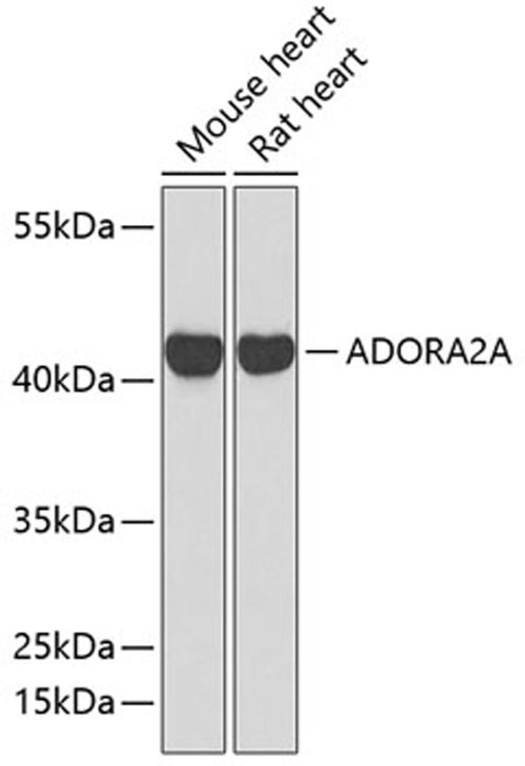 Western blot - ADORA2A antibody (A1587)