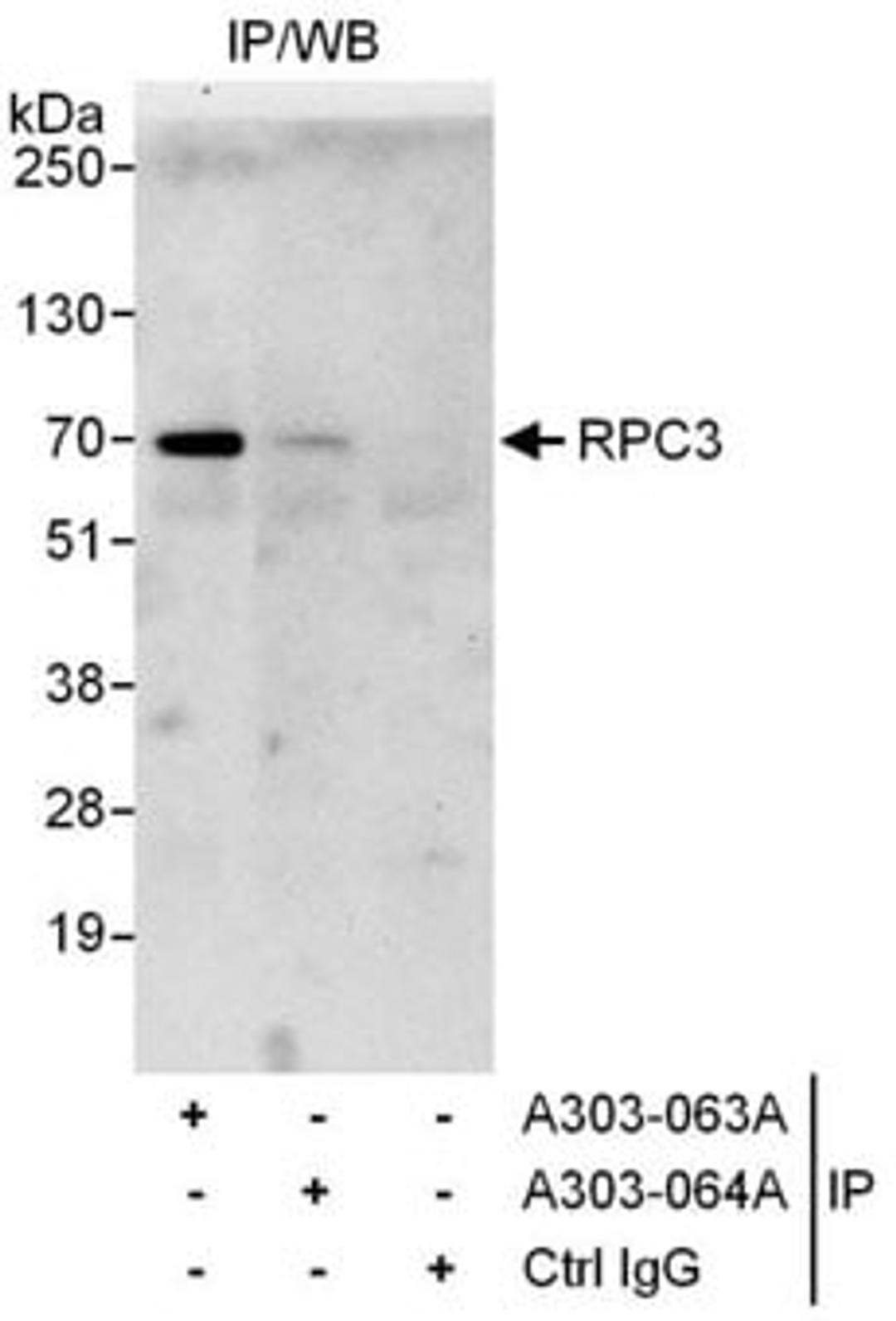 Detection of human RPC3 by western blot of immunoprecipitates.