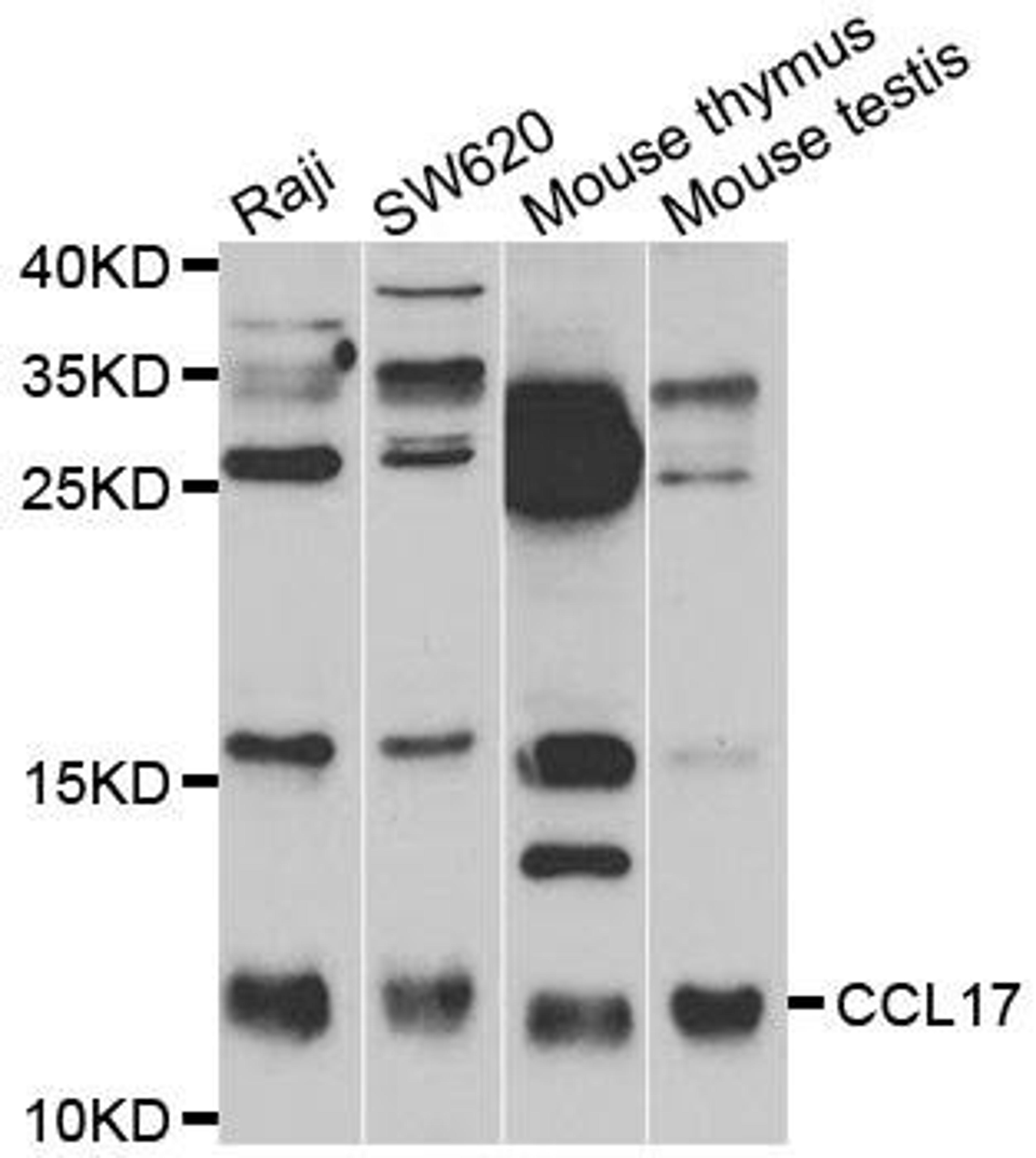 Western blot analysis of extracts of NCL-H460 using CCL17 antibody