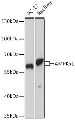 Western blot - AMPKa1 antibody (A16656)