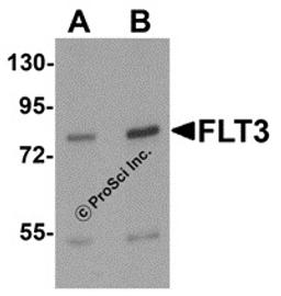 Western blot analysis of FLT3 in 3T3 cell lysate with FLT3 antibody at (A) 1 and (B)2 &#956;g/mL.