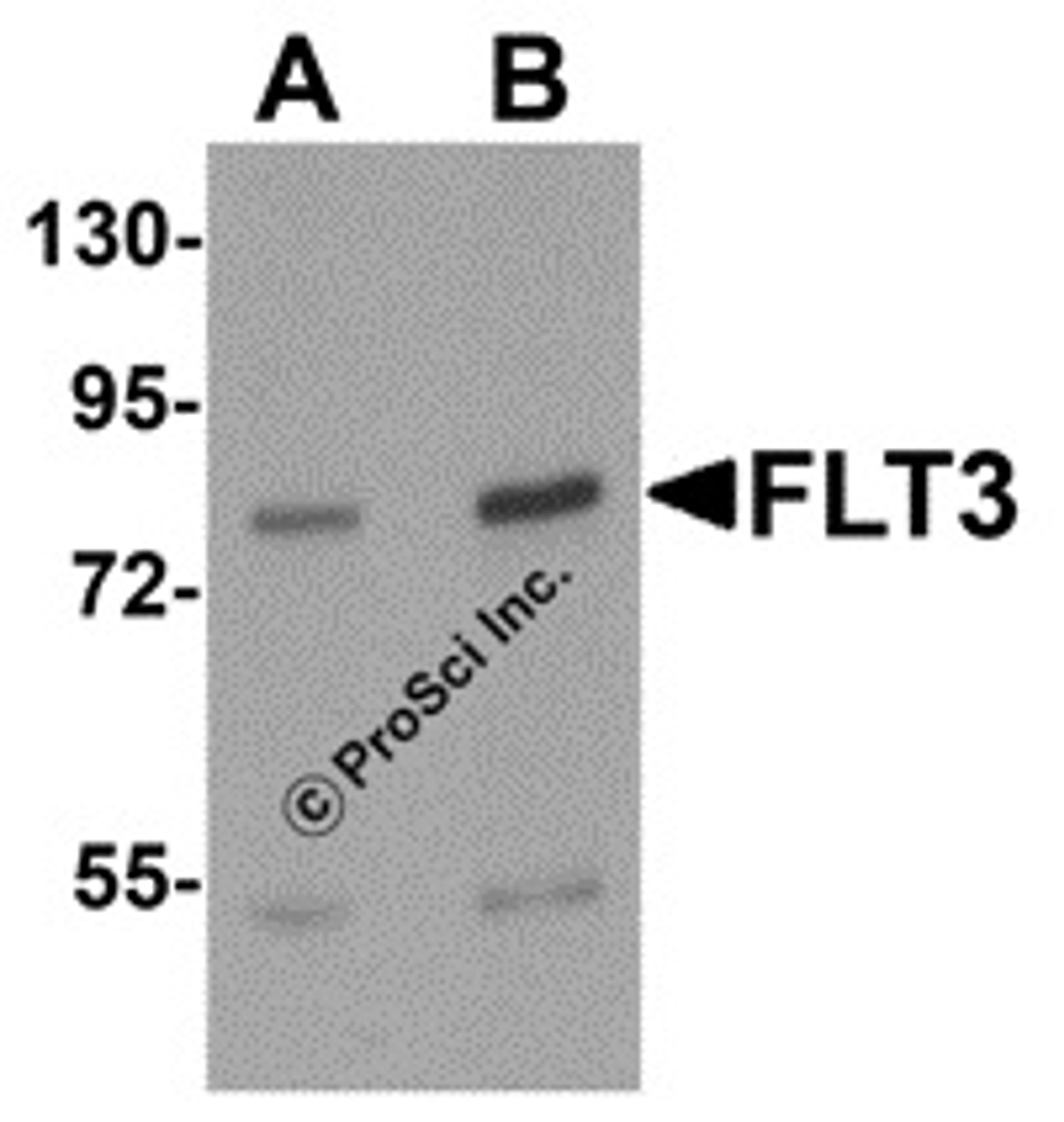 Western blot analysis of FLT3 in 3T3 cell lysate with FLT3 antibody at (A) 1 and (B)2 &#956;g/mL.