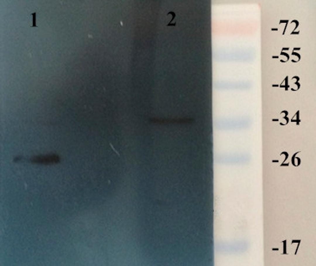 Western blot analysis of rat kidney (Lane 1), rat brain (Lane 2) using HMGB1 antibody (dilution at 1:200)
