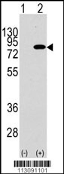 Western blot analysis of PIK3R2 using rabbit polyclonal PIK3R2 Antibody (Y467) using 293 cell lysates (2 ug/lane) either nontransfected (Lane 1) or transiently transfected with the PIK3R2 gene (Lane 2).