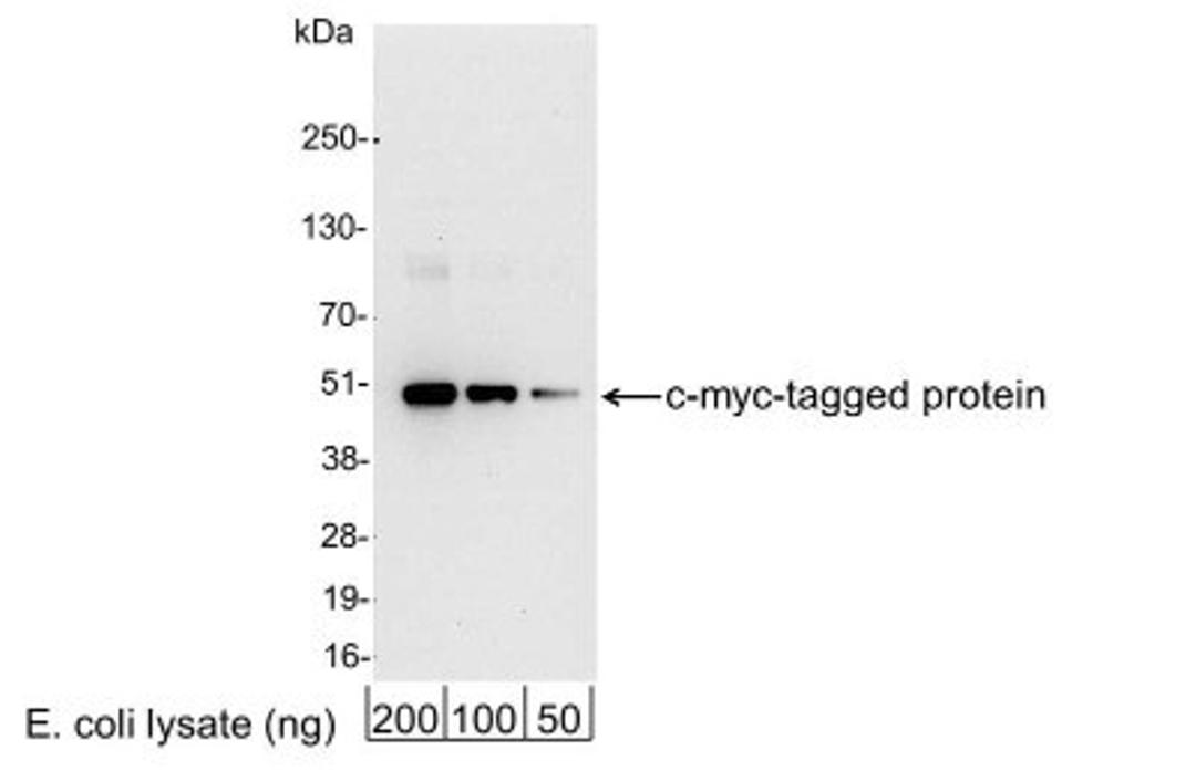 Western Blot: c-Myc Antibody [NB600-335] - Analysis using the HRP conjugate of NB600-335. Detection of 200, 100, or 50 ng of E. coli whole cell lysate expressing a multi-tag fusion protein. Antibody used for WB at 0.4 ug/ml (1:25,000).