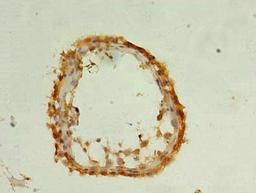 Immunohistochemistry of paraffin-embedded human testis tissue using CSB-PA761690LA01HU at dilution of 1:100